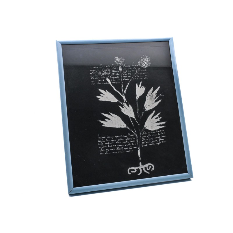 Cuadro decorativo del Manuscrito Voynich con ilustración botánica